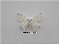 藏品(尺蛾332)的圖片